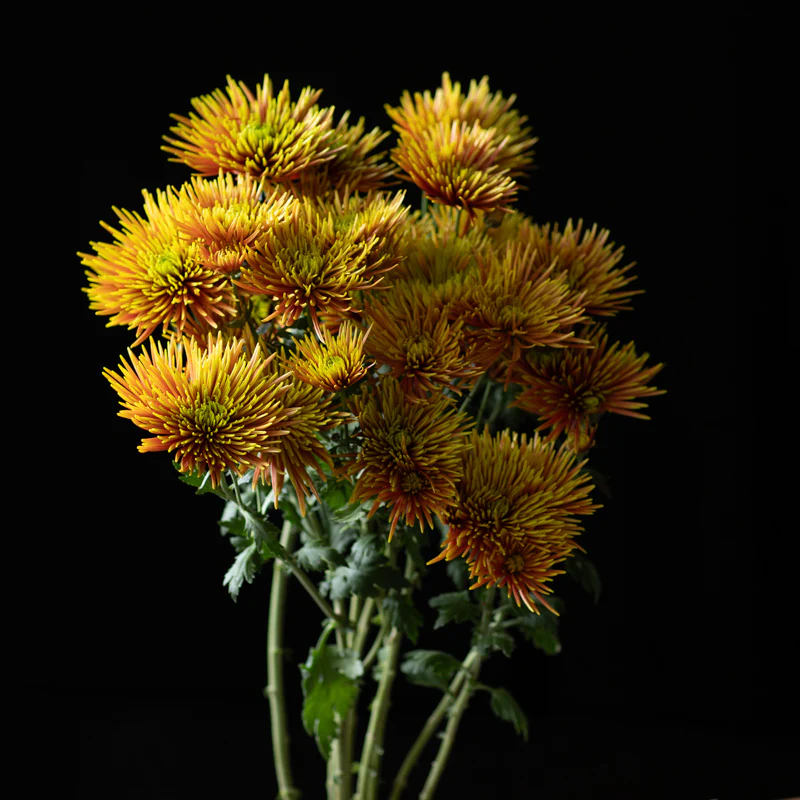 Chrysanthemums