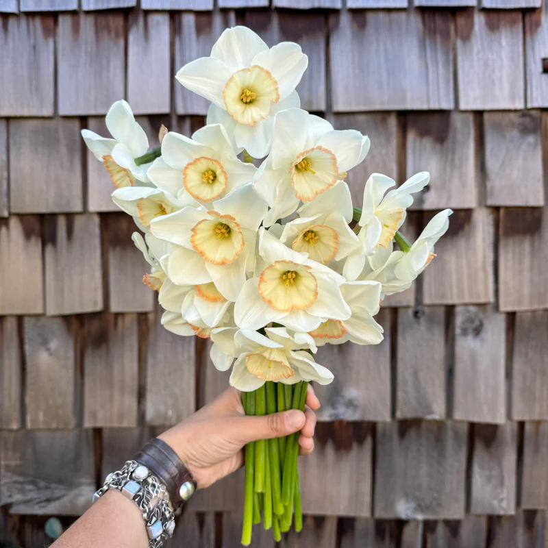 Daffodils & Narcissus